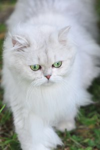 Видели! 
Зефирчик и его мама Полечка....