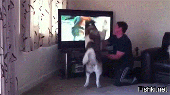 Собака притворяется что ей нравится смотреть телек