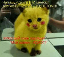 Кошачьи стрижки или когда твой хозяин - парикмахер