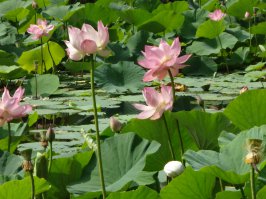 Пригород Владивостока, лето 2014