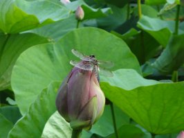 Пригород Владивостока, лето 2014