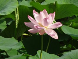 Пригород Владивостока, лето 2014