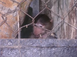 Недавно приезжал зоопарк,на бедных животных смотреть жалко было,маленькие клетки,ещё жарко было, они худые и облезлые.Вот посадить бы устроителей за эти решетки.