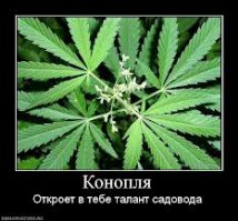 Не то растение он посадил...