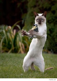 Забавные фотографии животных в момент движения