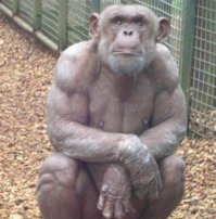 Эт их тренер