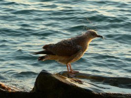 Случайно получился такой кадр.