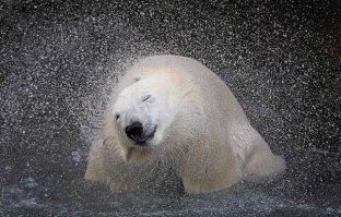 Забавные фотографии животных в момент движения