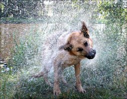 Забавные фотографии животных в момент движения