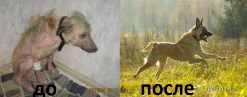 Любовь к животным творит чудеса!!!