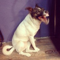 Забавные фотографии животных в момент движения