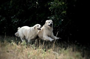 Очаровательные портреты золотистого ретривера по кличке Мали