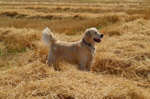 Очаровательные портреты золотистого ретривера по кличке Мали