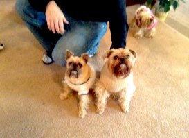 Хорошие собачки. Мне тоже эта порода нравится. Взял одного, потом завели ему подружку. Потом как то позвонили знакомые, нашли на дороге гриффончика, с ошейником, дали объявления, никто не отозвался. Держать дома не могут, могу ли взять на время, пока хозяева найдутся. Я взял, хозяева не нашлись, наверное просто выкинули его, он был в плохом состояние. Ну так и остался у меня. 
Вот еще парочка :