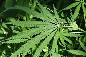 Ешь больше зеленого - будешь иметь сильные ноги и выносливое сердце, как у зверя.