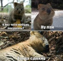 10 примеров мотивации от животных