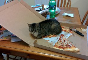 15 животных, которых абсолютно не волнует ваше мнение