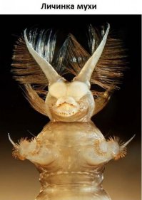 увидел и заржал, какой то злобный повелитель))