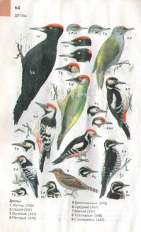 Неудачные понты на машинах