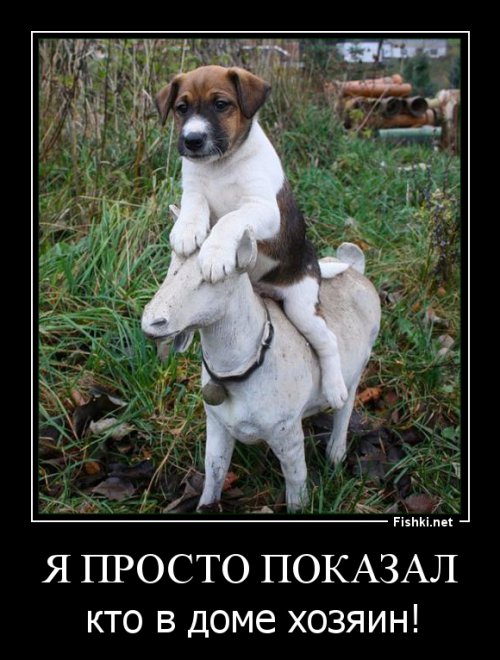 10 гениев в мире животных