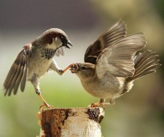Забавные фотографии животных в момент движения