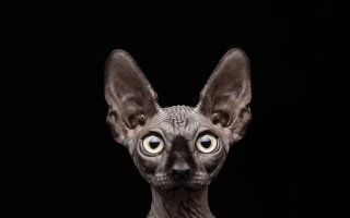 Фотографий простых-красивых ПСТО