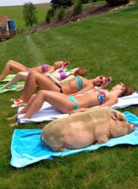 16 картинок, герои которых - настоящие белые вороны