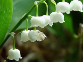 Ядовитым является и всем знакомый ландыш. Растение, особенно его плоды, содержит сердечные гликозиды, которые вредят сердечно-сосудистой системе и желудочно-кишечному тракту, негативно влияют на центральную нервную систему.