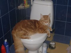 ну можешь моим туалетом воспользоваться.....