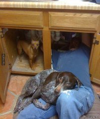 15 животных, которых абсолютно не волнует ваше мнение