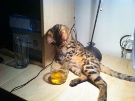 15 животных, которых абсолютно не волнует ваше мнение