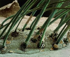 Зелёные ©_®