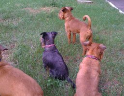 Классные. Кто не жил с гриффонами, тот никогда не узнает, что это за счастье такое  - гриффоны!
Ну , у меня  не парочка. И поймать для фото могу только в таком состоянии: это они увидели "жертву".