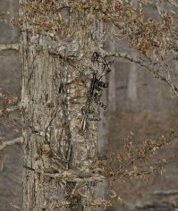 Найди животное: увлекательные снимки мастеров маскировки