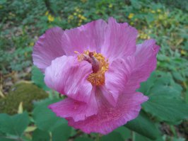 16 мая 2015 Дикий пион на Аю-Даге