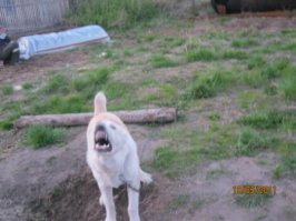 мой собакен, когда был щенком