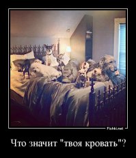 Мужчина, который живет с 10 собаками и поросенком