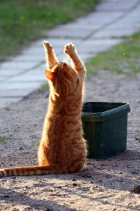 Знаменитые люди умершие во время секса