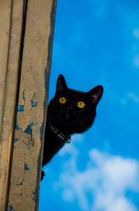 Очень добрый папа-кот