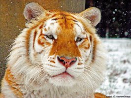 крайне редко встречаются амурские тигры бело-золотого окраса. Как пример - книга "Золотая Ригма " Всеволода Сысоева.