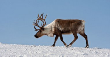 Поскольку я из Лиги Лени я жаже писать вам ничего не буду, пытаясь разубедить.
Единственное, на что хватает сол, это написать, что даже, по вашему мнению, этот летающий холодильник все равно круче оленя.