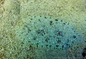 Найди на фотографиях человека-невидимку