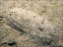 Найди на фотографиях человека-невидимку