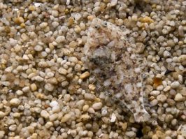 Найди на фотографиях человека-невидимку