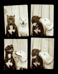 Эмоции собак в фотопроекте Photi Booth