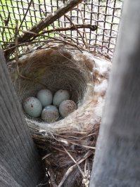 Недавно на даче какая-то птичка в заборе свила гнездо... То ли воробей толи еще кто то саму птичку не видел...
