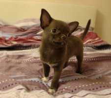 Мой Пупс, 2 месяца)