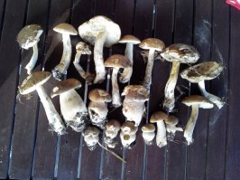 Полчасика неспешной прогулки по лесу: