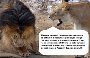 История: как львенок укусил папашу за хвост и чем это кончилось