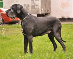 мой чих всем чихам чих.